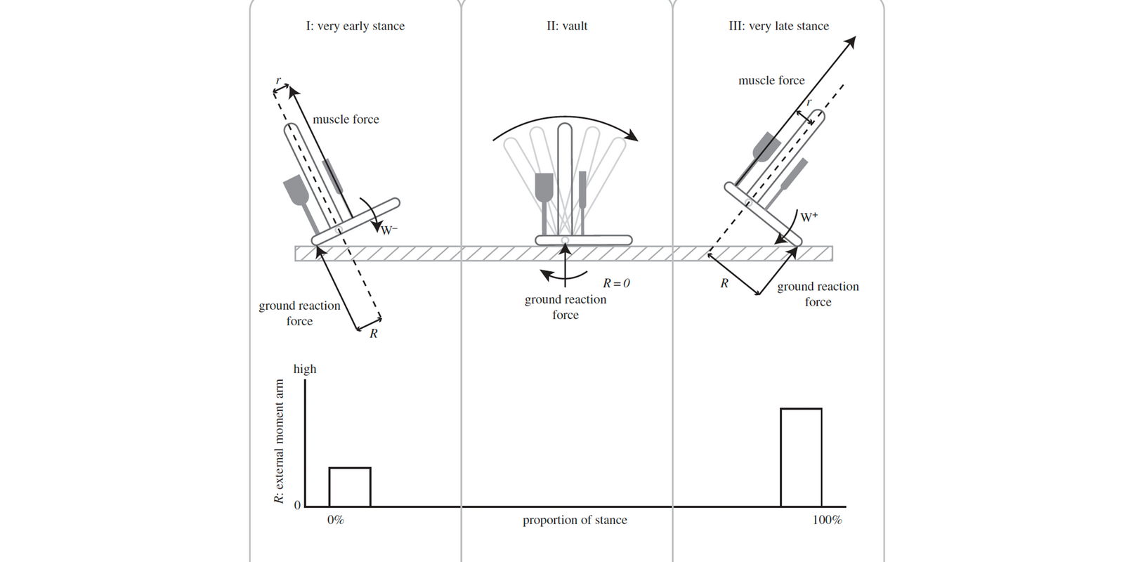 The human foot and heel–sole–toe walking strategy